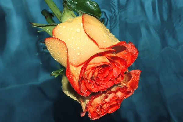 Yellow rose on a water — Stock Photo, Image
