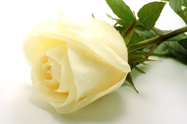 White rose — Stock Photo, Image