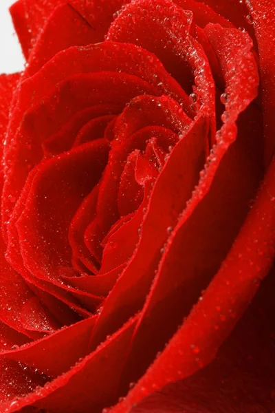 Rose rouge. Contexte — Photo
