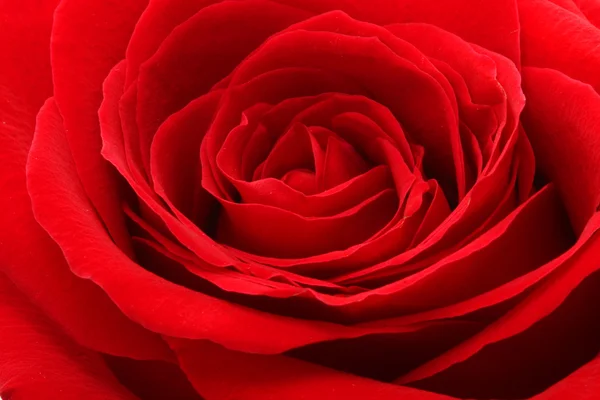 Rosa roja. Contexto — Foto de Stock