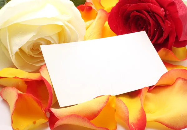 Rose och meddelande på en kronblad. bakgrund — Stockfoto