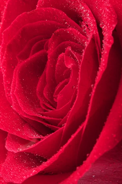 Червона троянда. Фоновому режимі — стокове фото
