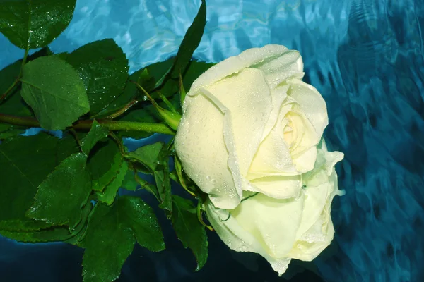 Biała Róża na wodzie — Zdjęcie stockowe