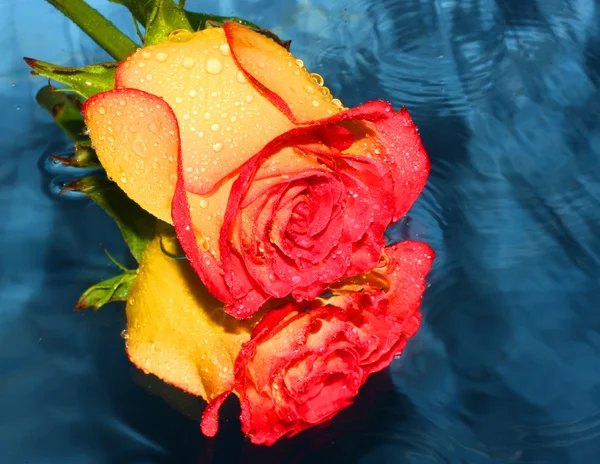 Rose jaune sur une eau — Photo