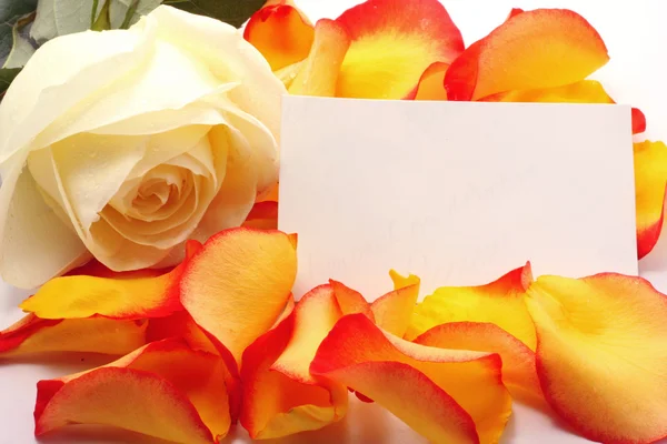 Rose en bericht op een bloembladeren. achtergrond — Stockfoto