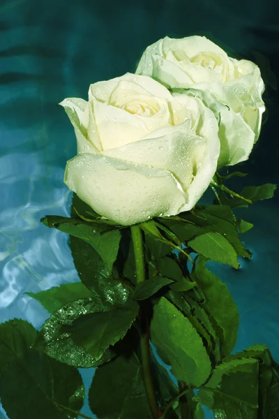 White rose on a water