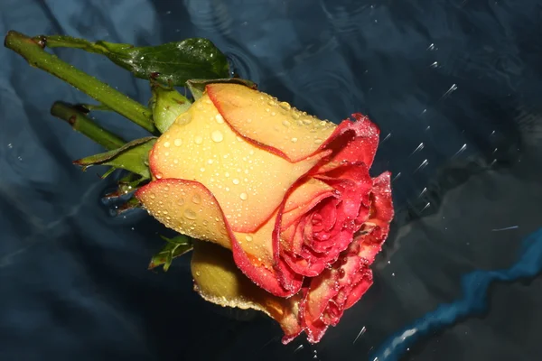 Gelbe Rose auf einem Wasser — Stockfoto