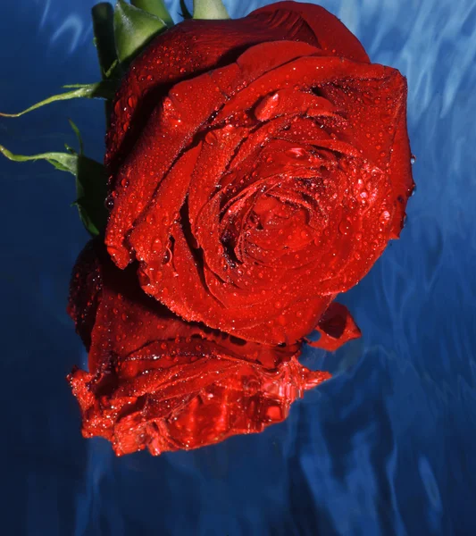 Червона троянда на воді — стокове фото