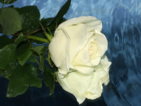 Rosa blanca en el agua — Foto de Stock