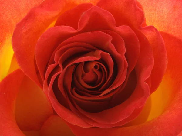 赤黄色のバラ — ストック写真