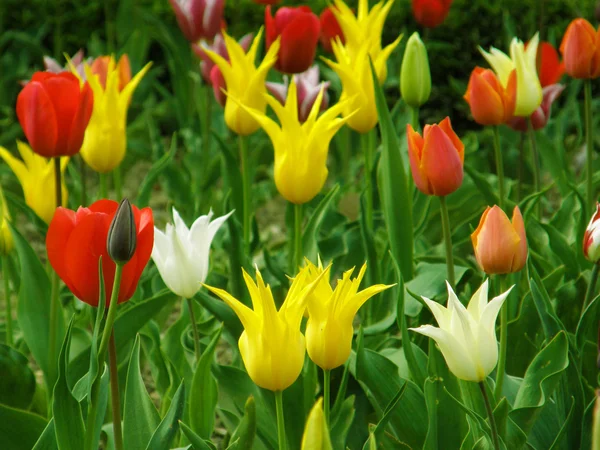 stock image Tulips.