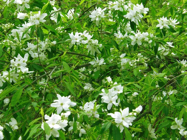 stock image Field flowers