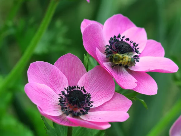 Пчела на цветах — стоковое фото