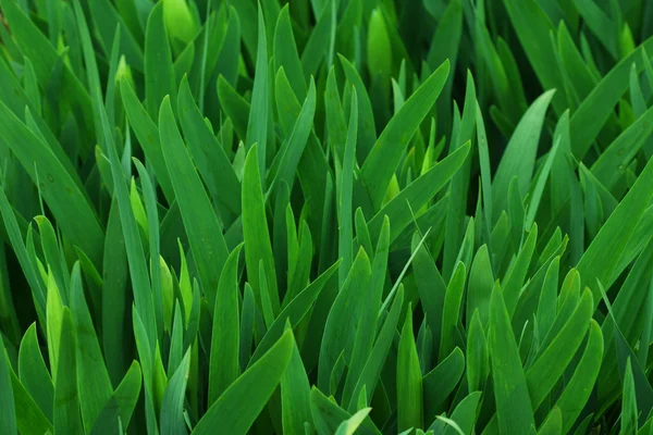 stock image Green Background.