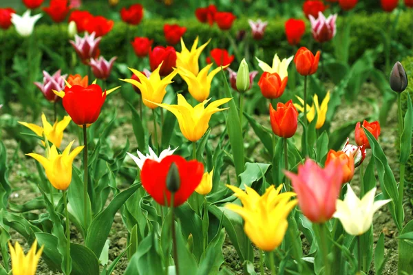 stock image Tulips.