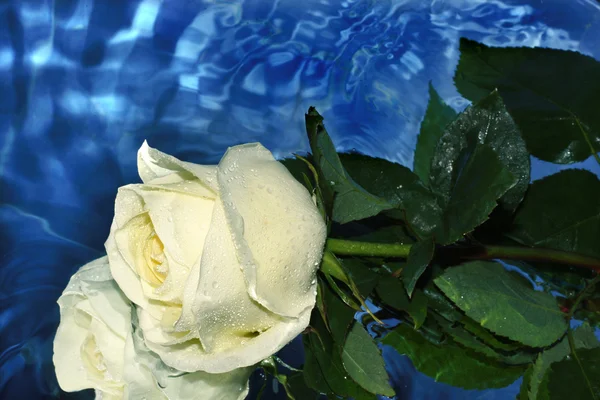 Weiße Rose auf einem Wasser — Stockfoto