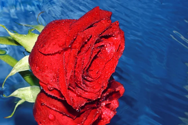 Czerwona róża na wodzie — Zdjęcie stockowe