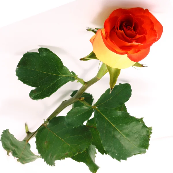 Sárga Rózsa — Stock Fotó