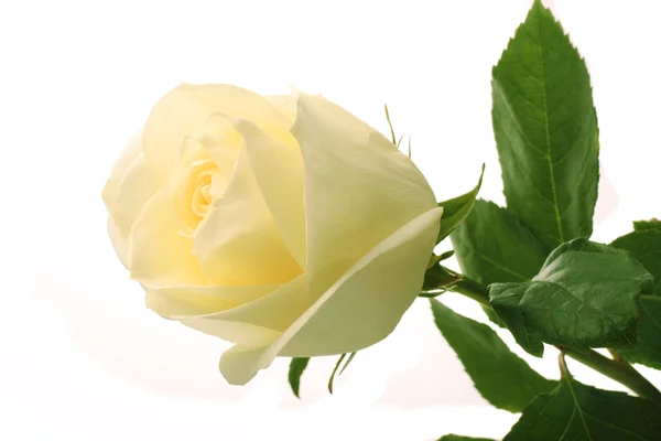 白いバラ — ストック写真