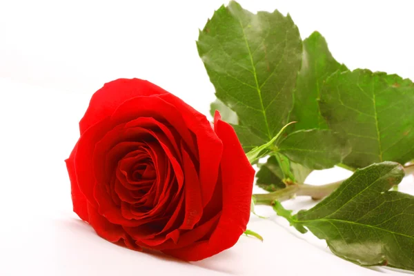 Vörös rózsa — Stock Fotó