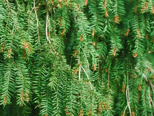 Pine needle. Green Bakground — Stock Photo, Image