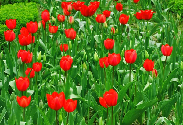 Stock image Tulips.