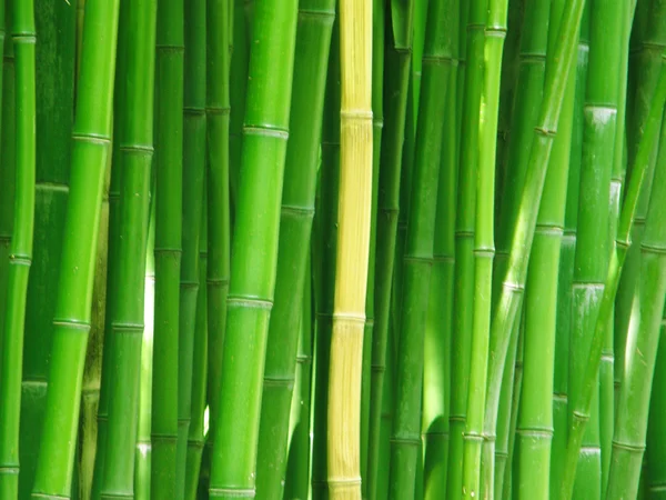 Green bamboo texture | Green bamboo texture — Stock Photo © gdolgikh ...