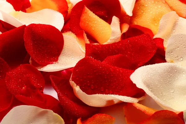 Petals of rose. Background — Stock Photo, Image
