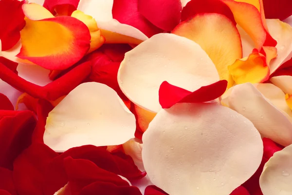 Petals of rose. Background — Stock Photo, Image