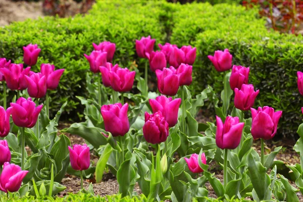 stock image Tulips.