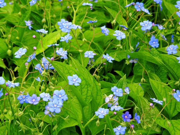 stock image Flowers