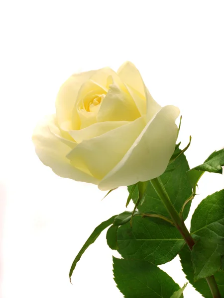 白玫瑰 — 图库照片