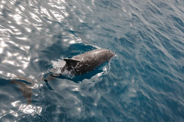 Plavání delfín — Stock fotografie