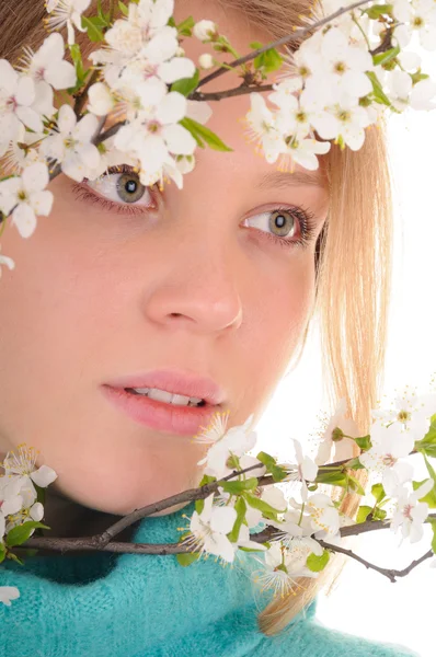 Blick durch Frühlingsblumen — Stockfoto