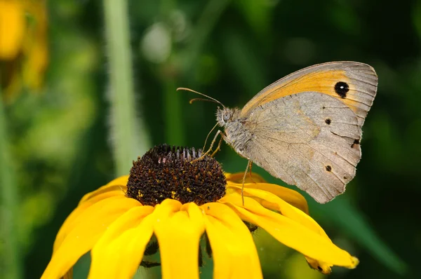 Butterfly on sunflower — Stock Photo, Image