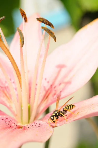 Wasp on pink lily flower — Stock Photo, Image