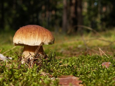 Boletus clipart