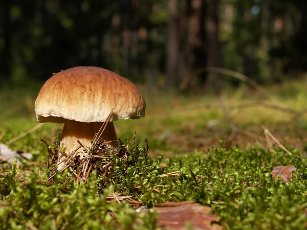 stock image Boletus