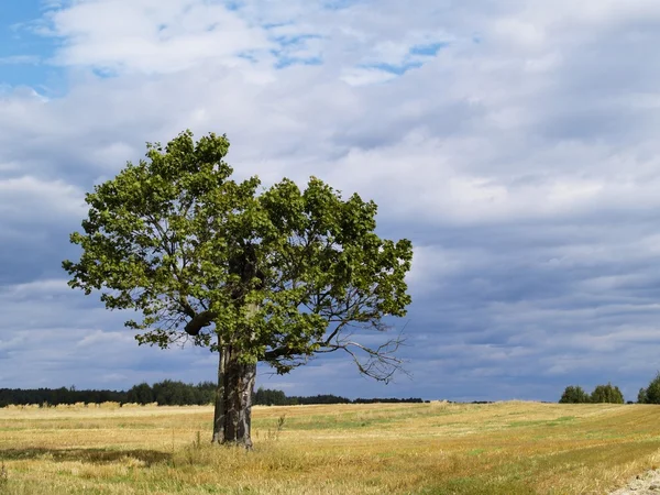 Eski ağaç manzara — Stok fotoğraf