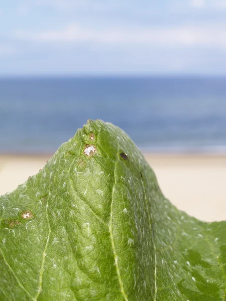 Leaf And Sea Abstract — Stock Photo, Image