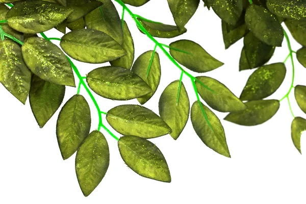 고립된 녹색 잎들 — 스톡 사진