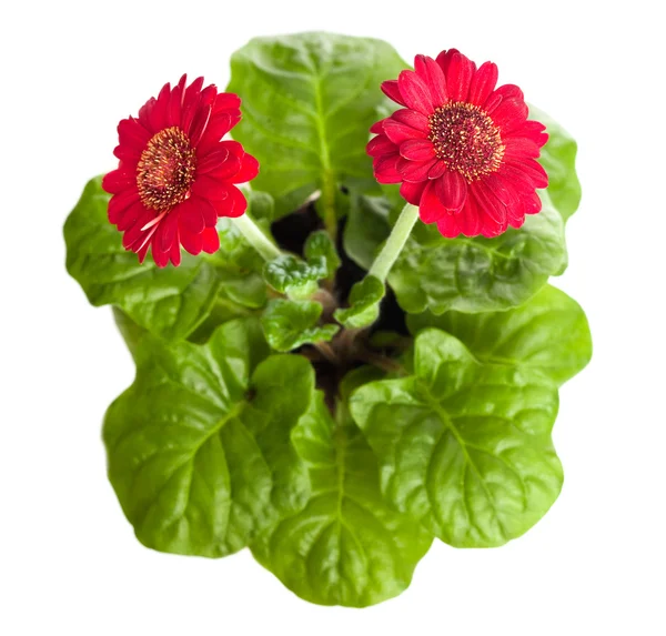 Bir pot izole kırmızı çiçekler — Stok fotoğraf