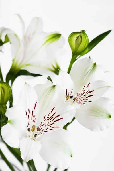 Witte bloemen met groene knoppen — Stockfoto
