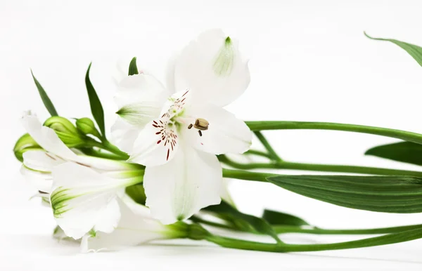 Fehér virágok, a zöld rügyek — Stock Fotó