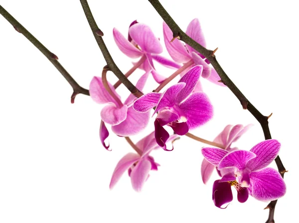 Orkide beyaz üzerine izole — Stok fotoğraf