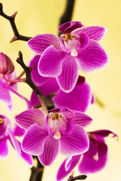 Orquídeas cor de rosa em amarelo — Fotografia de Stock