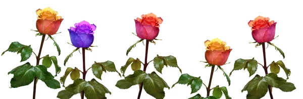 Gele roos geïsoleerd — Stockfoto