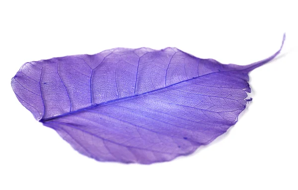 하얀 배경에서 분리 된 잎 — 스톡 사진