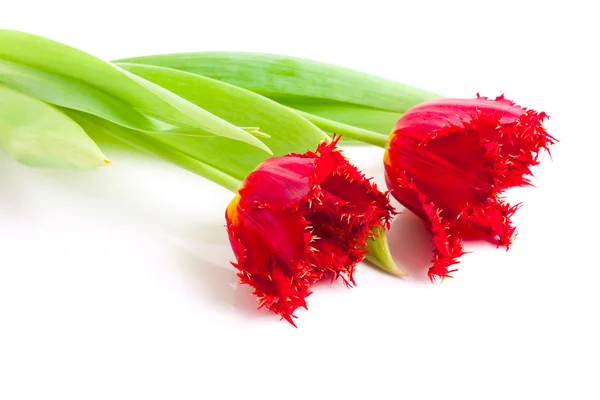 Röda tulpaner isolerade — Stockfoto