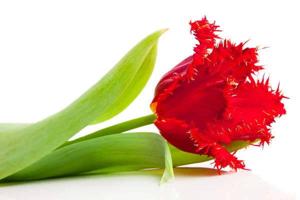 Rote Tulpe isoliert — Stockfoto